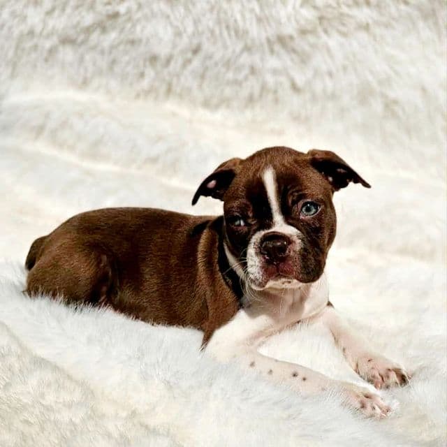 Red Male - Boston Terrier Male
