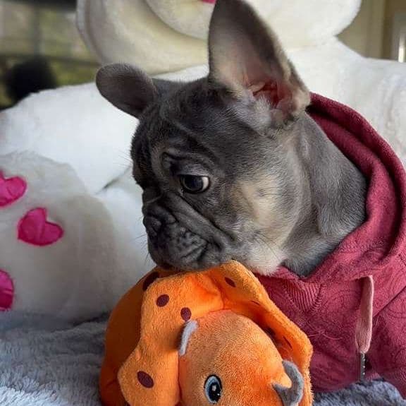 Gordo - French Bulldog Male
