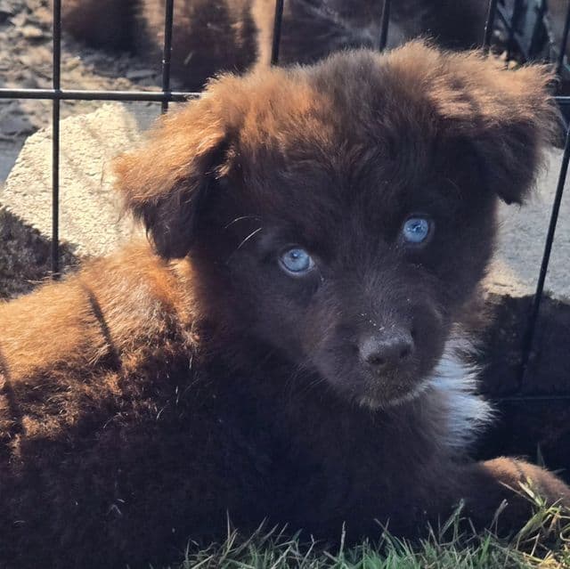 Ilene - Miniature American Shepherd (Mini Aussie) Female