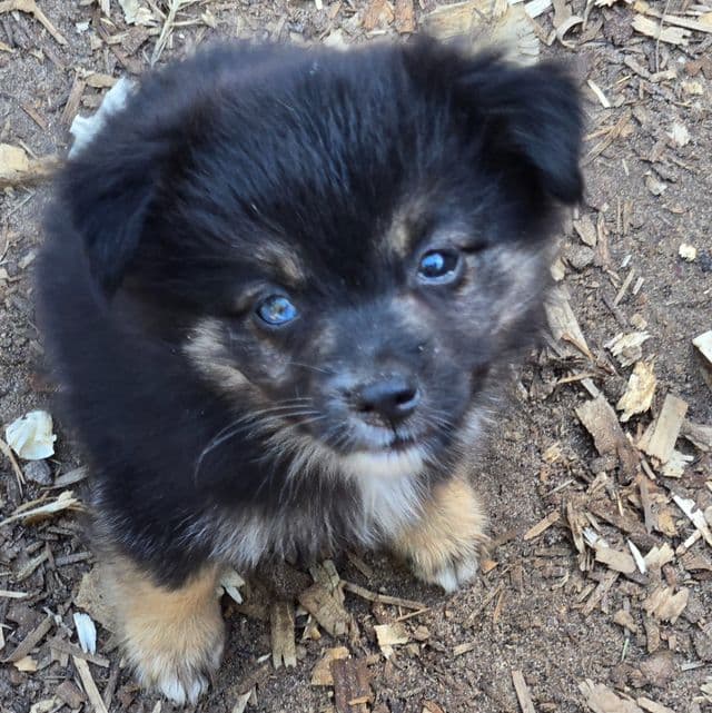 Indie - Miniature American Shepherd (Mini Aussie) Female