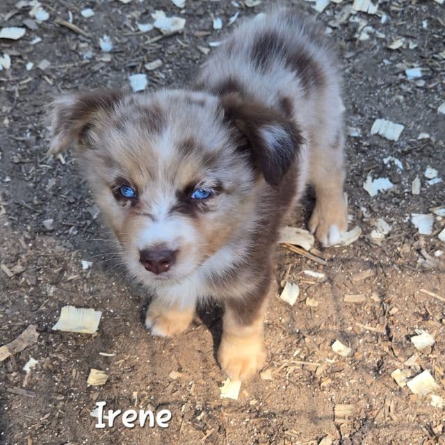 Irene - Miniature American Shepherd (Mini Aussie) Female