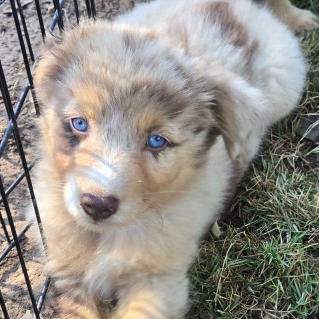 Ivy - Miniature American Shepherd (Mini Aussie) Female