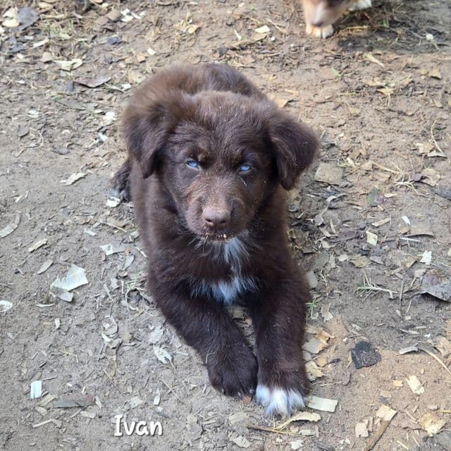 Ivan - Miniature American Shepherd (Mini Aussie) Male