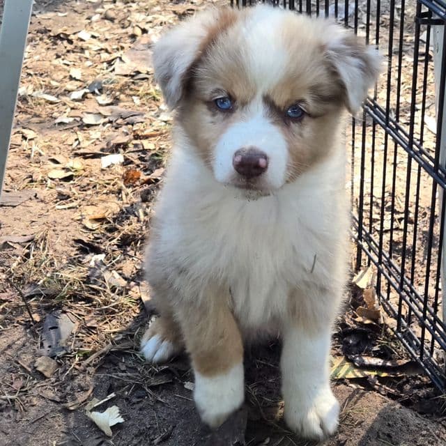 Ira - Miniature American Shepherd (Mini Aussie) Male