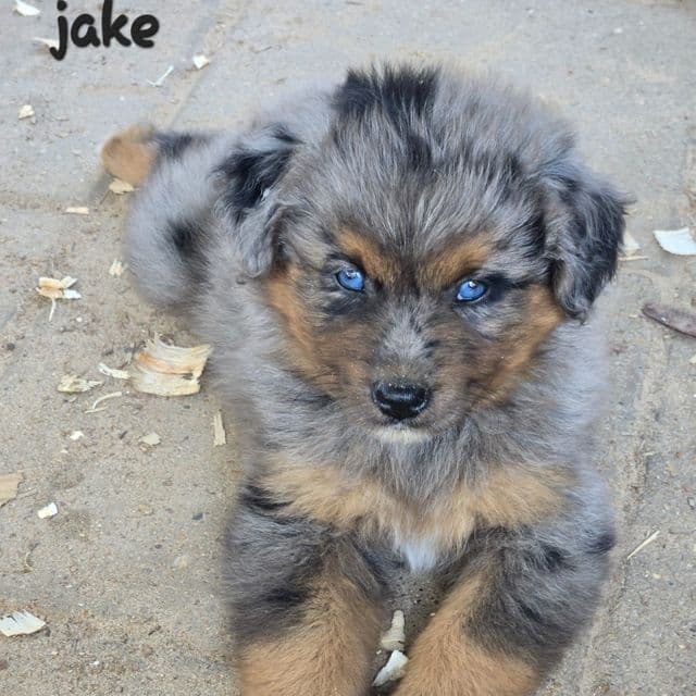 Jake - Australian Shepherd Male