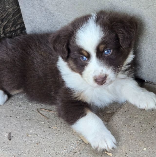 Lilly - Australian Shepherd Female