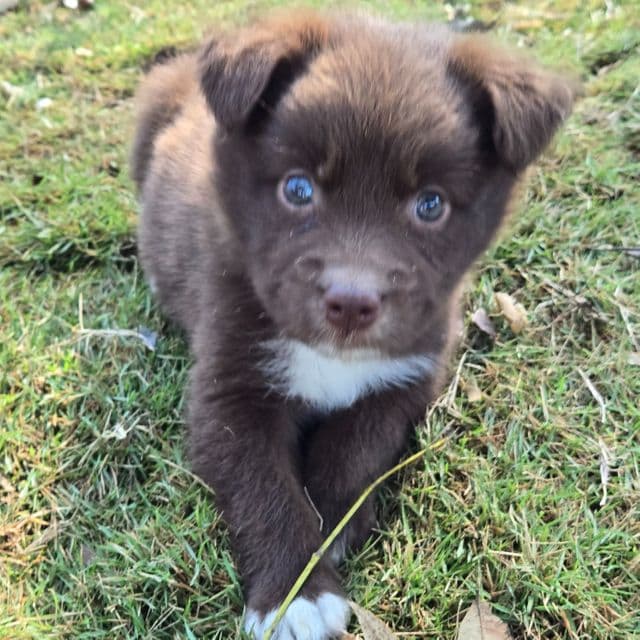 Lynn - Australian Shepherd Female