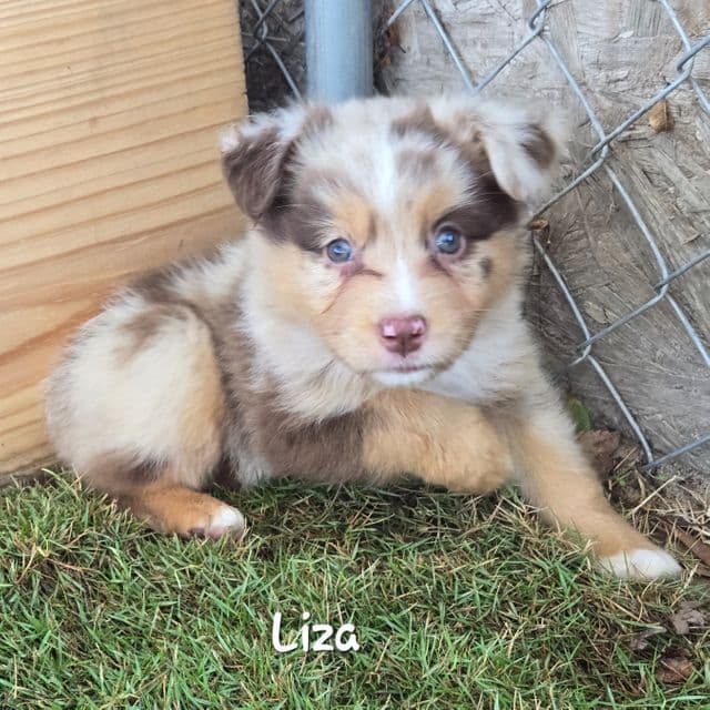 Liza - Australian Shepherd Female