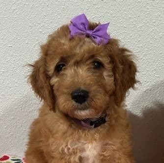 Jewel- mini - Goldendoodle Female
