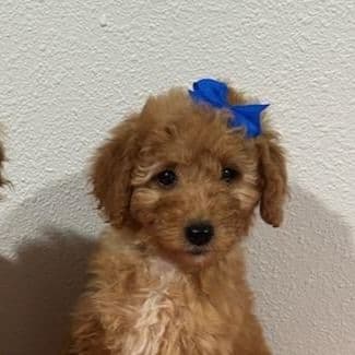 Harper- mini - Goldendoodle Female