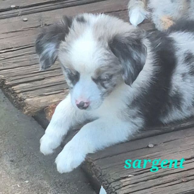 Sarge - Australian Shepherd Male