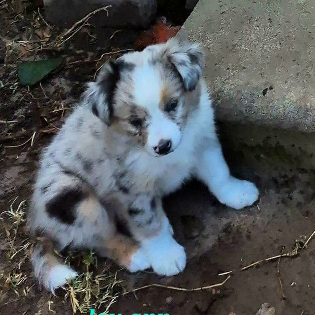 Lou ann - Australian Shepherd Female