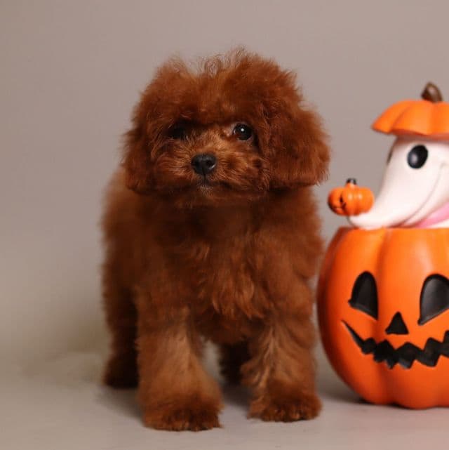 Birkin Kelly - Toy Poodle Female