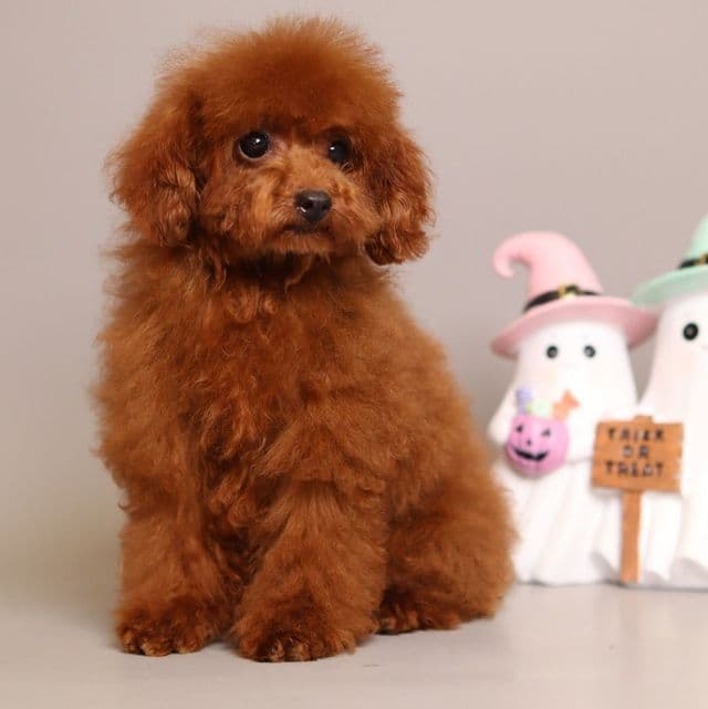 Cleo Red toy Poodle - Toy Poodle Female