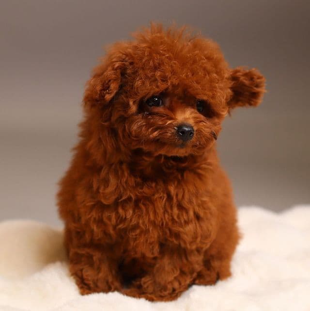 Teacup Rose - Toy Poodle Female