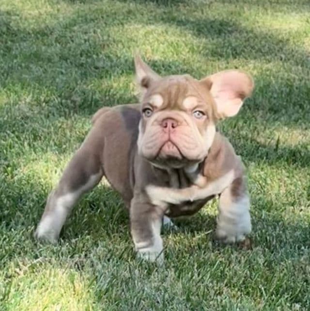 Louie v  - French Bulldog Male