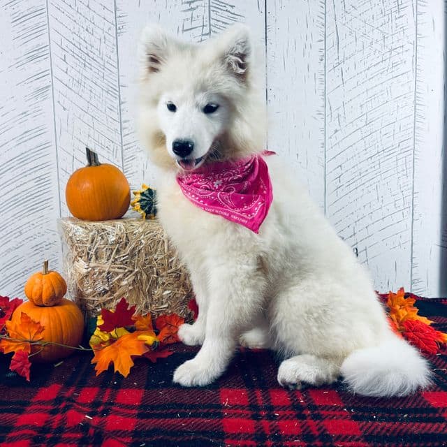 Bonnie - Samoyed Female