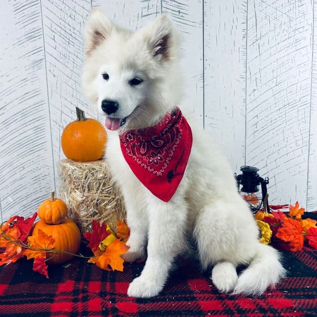 Perla - Samoyed Female