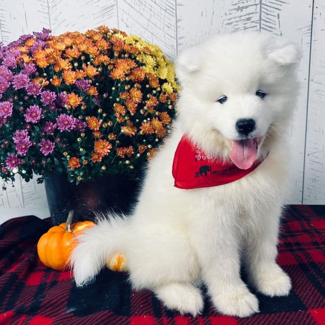 CiCi - Samoyed Female