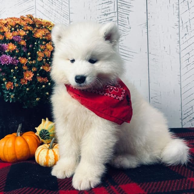 Kenzi - Samoyed Female