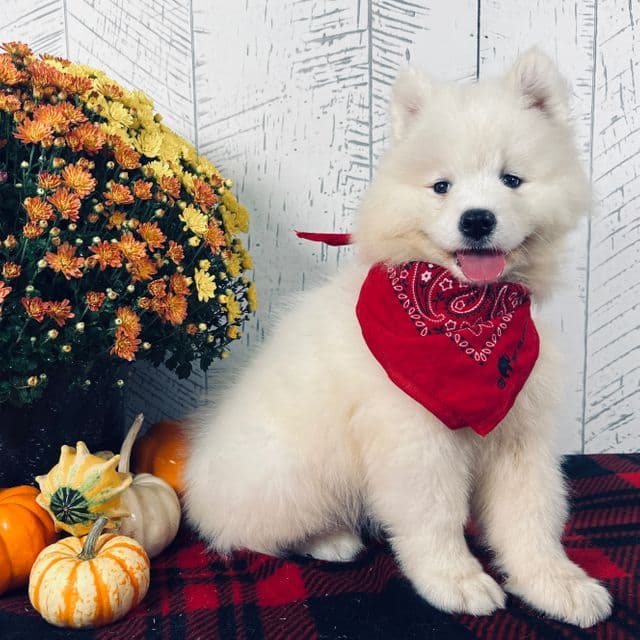 Lily - Samoyed Female