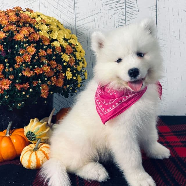 Spirit  - Samoyed Female