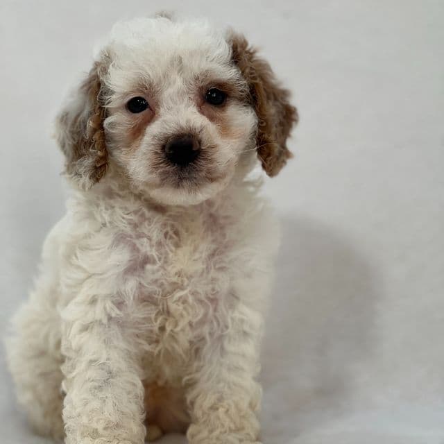 Angel - Cavapoo Female