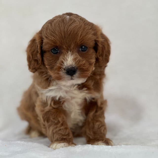Auburn - Cavapoo Female
