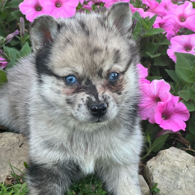 Dusty - Pomsky Female