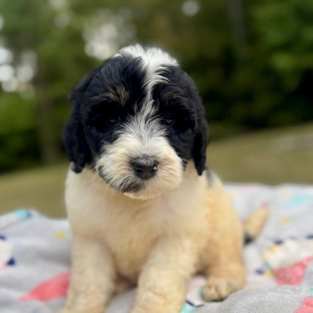 Zuri - Bernedoodle Female