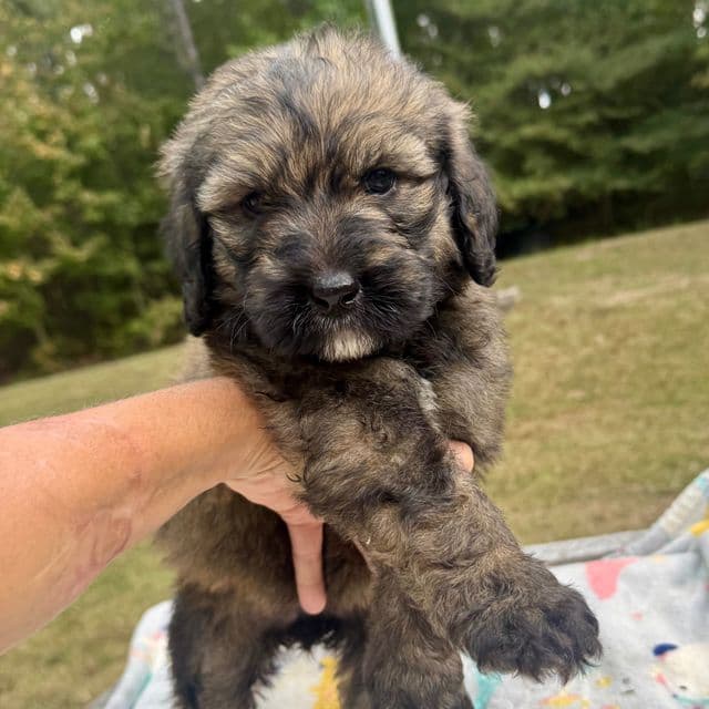 Billie - Bernedoodle Female