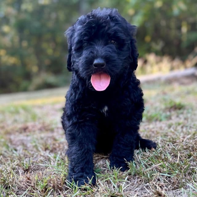 Lacy - Bernedoodle Female