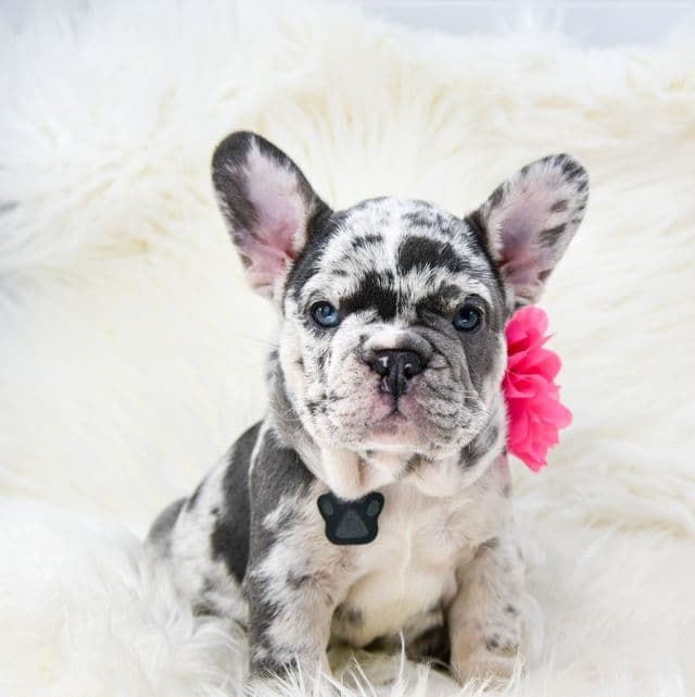 Blue tan Merle  - French Bulldog Female