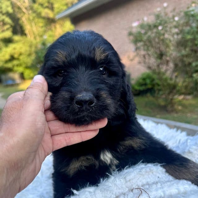 Jagger-Black Phantom - Bernedoodle Male