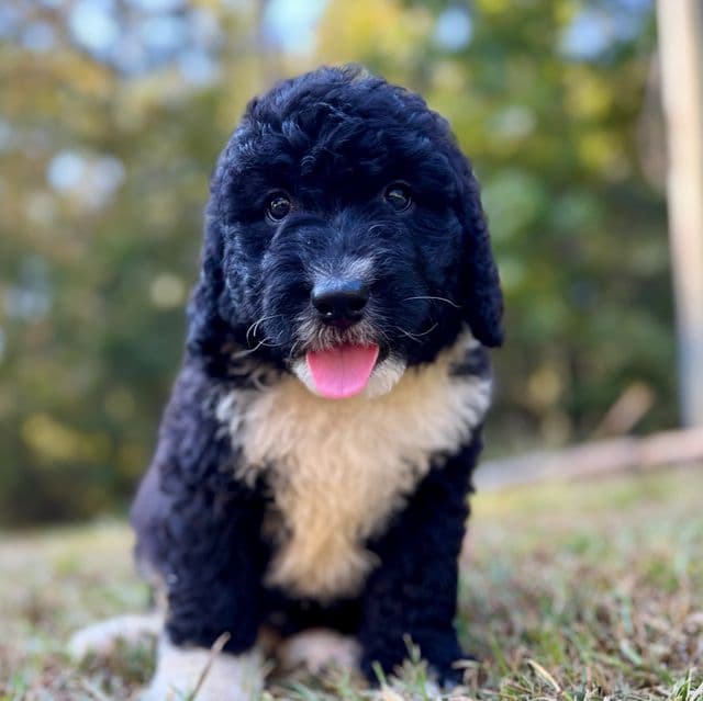 Kodiak - Bernedoodle Male