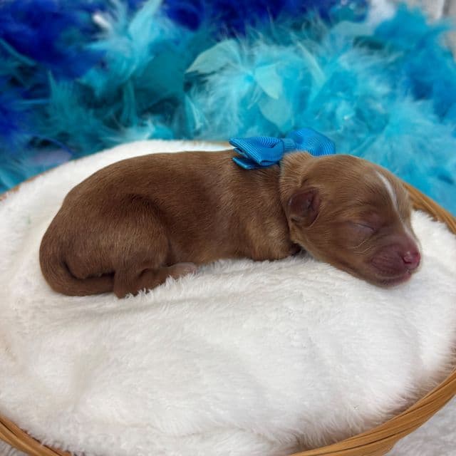 Maddie Turquoise Girl - Cavapoo Female