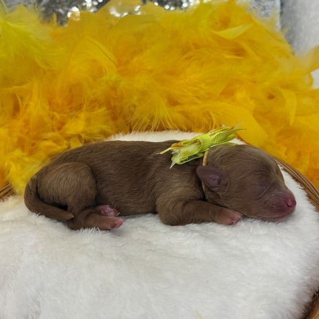 Maddie Yellow Girl - Cavapoo Female