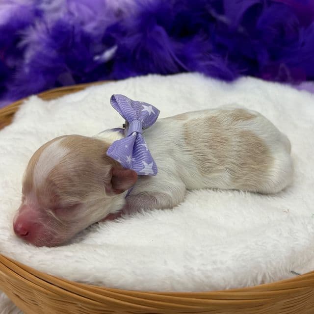 Daisy Purple Girl - Maltipoo Female