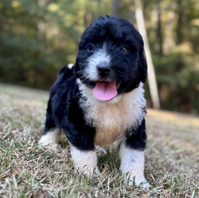 Ryder - Bernedoodle Male