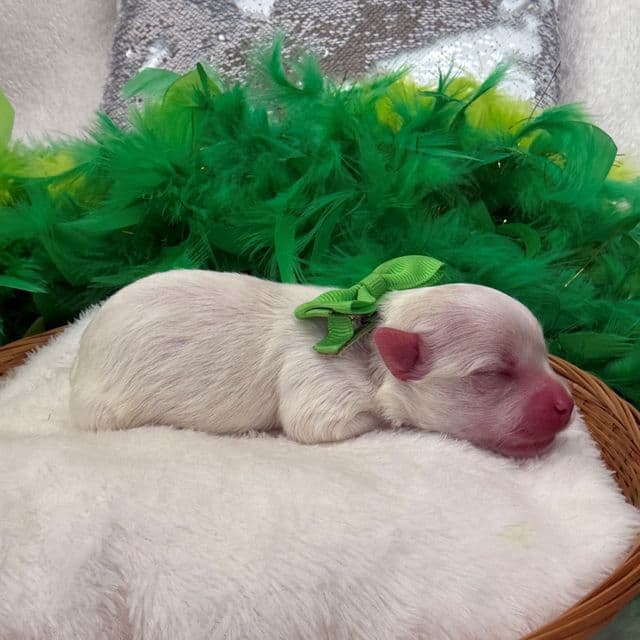Daisy Green Boy - Maltipoo Male