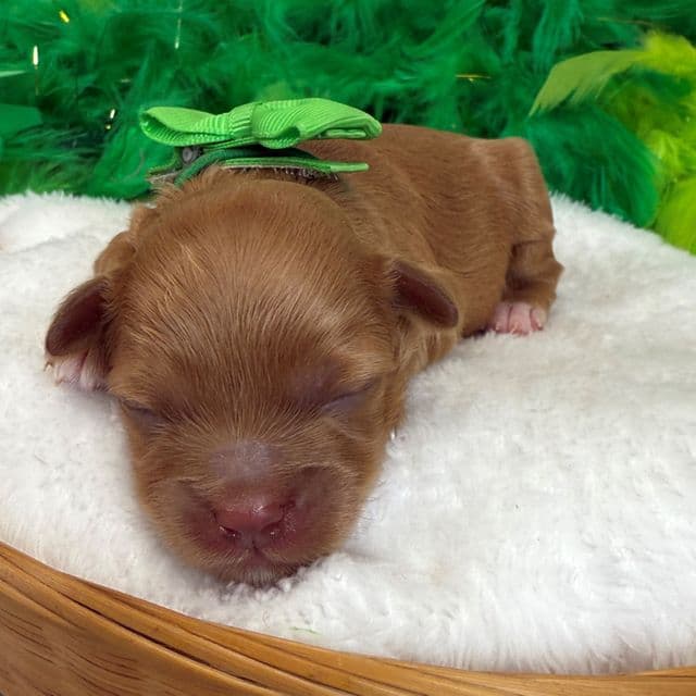 Rae Rae Green Boy - Cavapoo Male