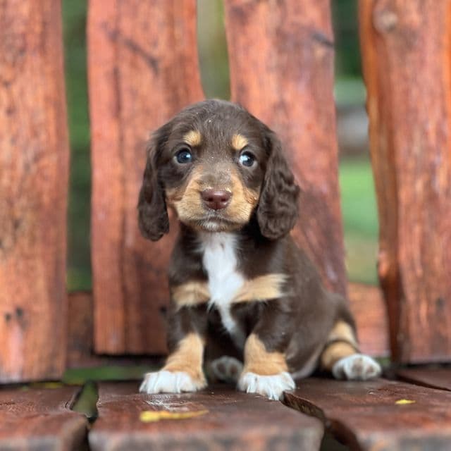 Sabrina - Dachshund Female