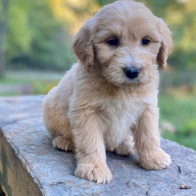 Gilbert  - Goldendoodle Male