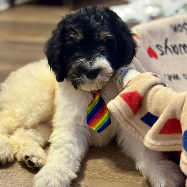 Oakley - Bernedoodle Male
