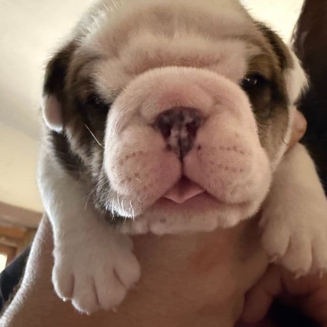 Robbie - English Bulldog Male