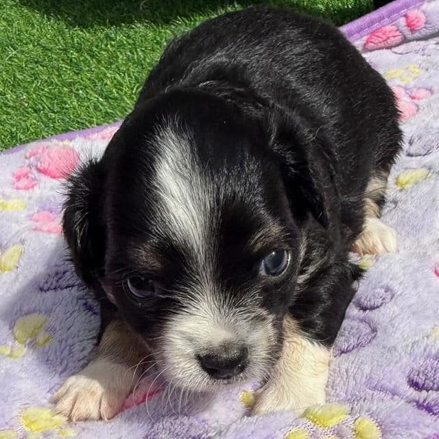 Stanley - Chihuahua Male