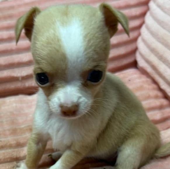 Baby (Teacup) - Chihuahua Female