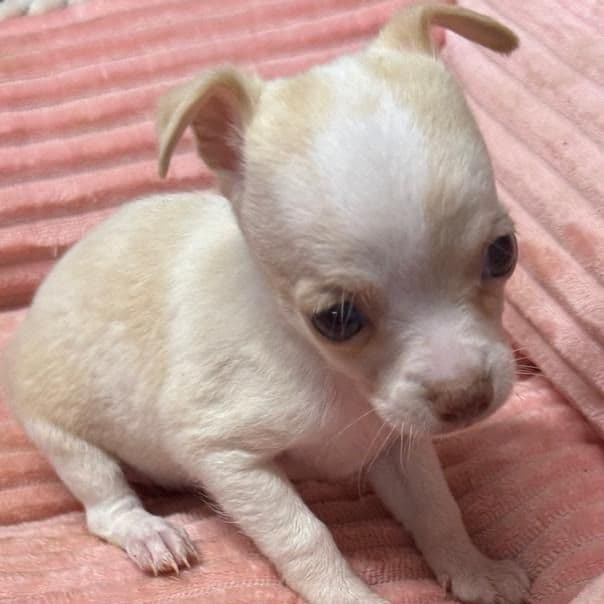 Bebe - Chihuahua Female
