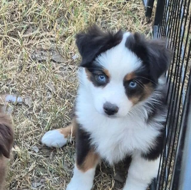 Maine. (Toy) - Australian Shepherd Female