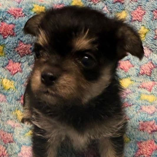 Dirk - Morkie Male